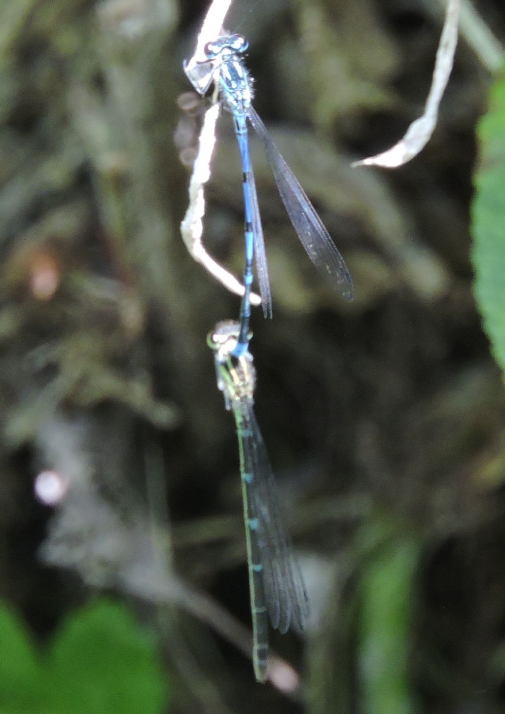 ID  prego: Coenagrion puella